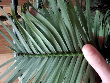 Fotografia da espécie Wollemia nobilis