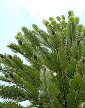 Fotografia 6 da espécie Wollemia nobilis no Jardim Botânico UTAD