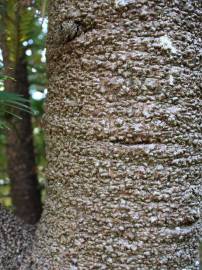 Fotografia da espécie Wollemia nobilis