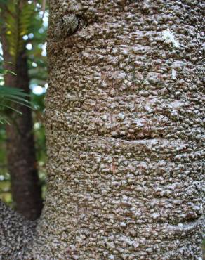 Fotografia 11 da espécie Wollemia nobilis no Jardim Botânico UTAD