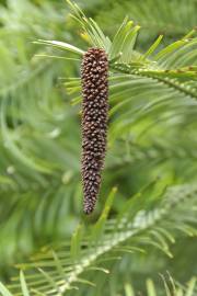 Fotografia da espécie Wollemia nobilis