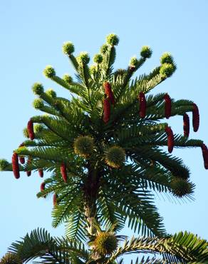 Fotografia 14 da espécie Wollemia nobilis no Jardim Botânico UTAD