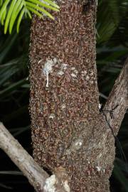 Fotografia da espécie Wollemia nobilis