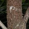 Fotografia 15 da espécie Wollemia nobilis do Jardim Botânico UTAD