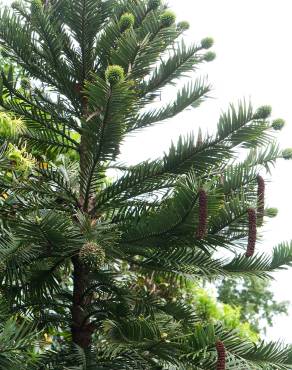 Fotografia 16 da espécie Wollemia nobilis no Jardim Botânico UTAD