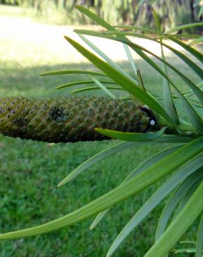 Fotografia 18 da espécie Wollemia nobilis no Jardim Botânico UTAD