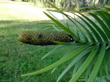 Fotografia da espécie Wollemia nobilis