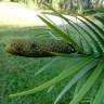 Fotografia 18 da espécie Wollemia nobilis do Jardim Botânico UTAD