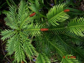 Fotografia da espécie Wollemia nobilis