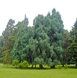 Fotografia da espécie Cupressus cashmeriana