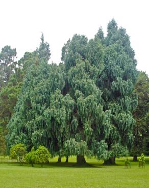 Fotografia 11 da espécie Cupressus cashmeriana no Jardim Botânico UTAD