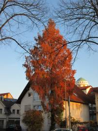 Fotografia da espécie Metasequoia glyptostroboides