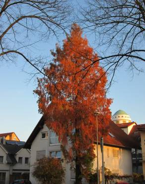 Fotografia 16 da espécie Metasequoia glyptostroboides no Jardim Botânico UTAD