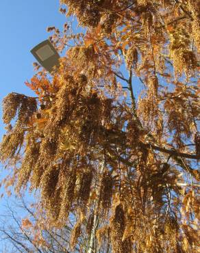 Fotografia 17 da espécie Metasequoia glyptostroboides no Jardim Botânico UTAD