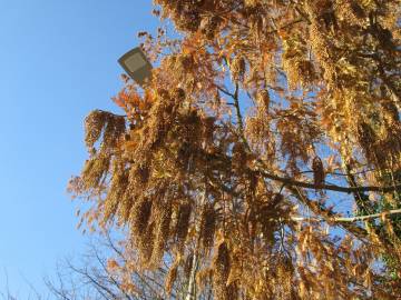 Fotografia da espécie Metasequoia glyptostroboides