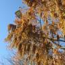 Fotografia 17 da espécie Metasequoia glyptostroboides do Jardim Botânico UTAD