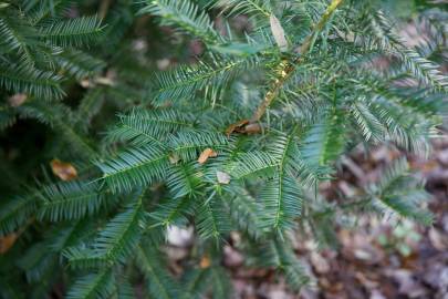 Fotografia da espécie Torreya taxifolia