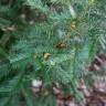 Fotografia 1 da espécie Torreya taxifolia do Jardim Botânico UTAD