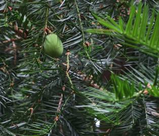 Fotografia da espécie Torreya taxifolia