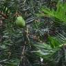 Fotografia 2 da espécie Torreya taxifolia do Jardim Botânico UTAD