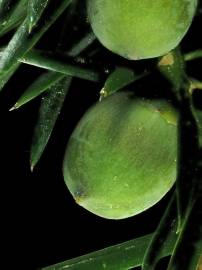 Fotografia da espécie Torreya taxifolia