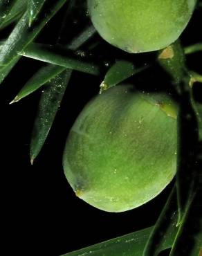 Fotografia 3 da espécie Torreya taxifolia no Jardim Botânico UTAD