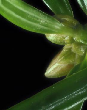 Fotografia 5 da espécie Torreya taxifolia no Jardim Botânico UTAD