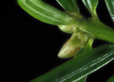 Fotografia da espécie Torreya taxifolia