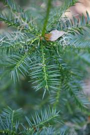 Fotografia da espécie Torreya taxifolia