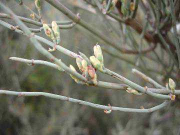 Fotografia da espécie Ephedra fragilis subesp. fragilis