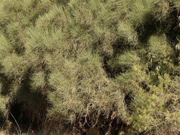 Fotografia da espécie Ephedra fragilis subesp. fragilis