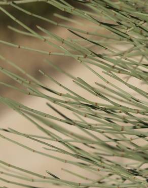 Fotografia 5 da espécie Ephedra fragilis subesp. fragilis no Jardim Botânico UTAD