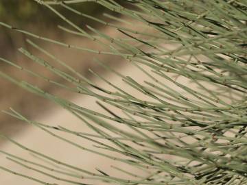 Fotografia da espécie Ephedra fragilis subesp. fragilis