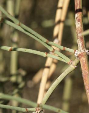 Fotografia 7 da espécie Ephedra fragilis subesp. fragilis no Jardim Botânico UTAD