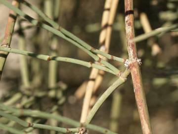 Fotografia da espécie Ephedra fragilis subesp. fragilis