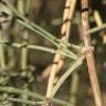 Fotografia 7 da espécie Ephedra fragilis subesp. fragilis do Jardim Botânico UTAD