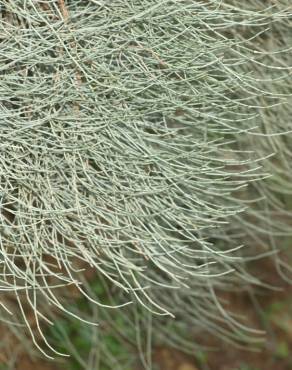 Fotografia 8 da espécie Ephedra fragilis subesp. fragilis no Jardim Botânico UTAD