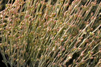 Fotografia da espécie Ephedra fragilis subesp. fragilis