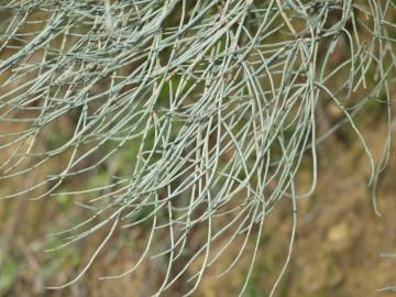 Fotografia da espécie Ephedra fragilis subesp. fragilis