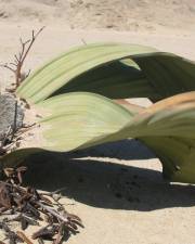 Fotografia da espécie Welwitschia mirabilis