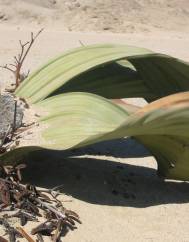 Welwitschia mirabilis