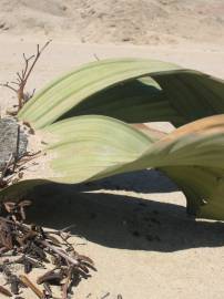 Fotografia da espécie Welwitschia mirabilis