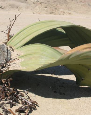 Fotografia de capa Welwitschia mirabilis - do Jardim Botânico