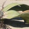 Fotografia 1 da espécie Welwitschia mirabilis do Jardim Botânico UTAD