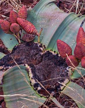 Fotografia 2 da espécie Welwitschia mirabilis no Jardim Botânico UTAD