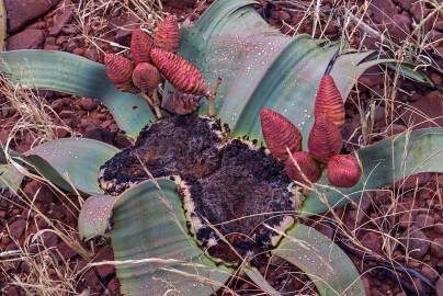 Fotografia da espécie Welwitschia mirabilis