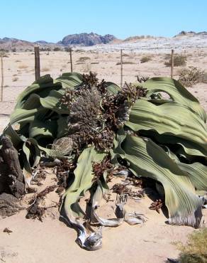 Fotografia 3 da espécie Welwitschia mirabilis no Jardim Botânico UTAD