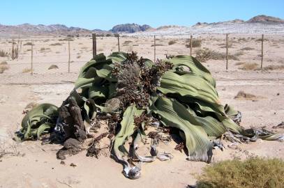 Fotografia da espécie Welwitschia mirabilis