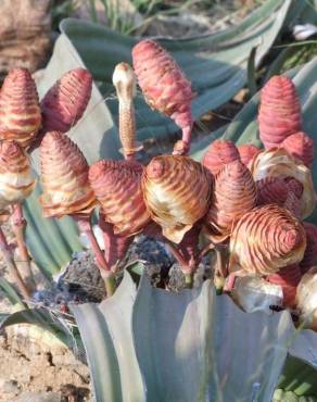 Fotografia 4 da espécie Welwitschia mirabilis no Jardim Botânico UTAD