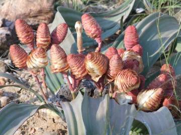 Fotografia da espécie Welwitschia mirabilis